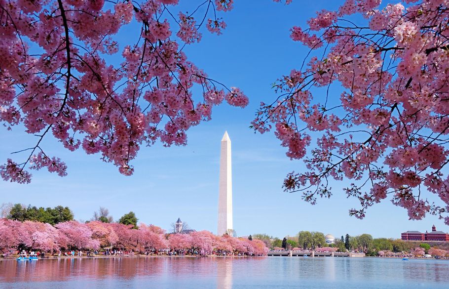 粉红色绽放的泡沫概过了华盛顿纪念碑方尖碑的方法